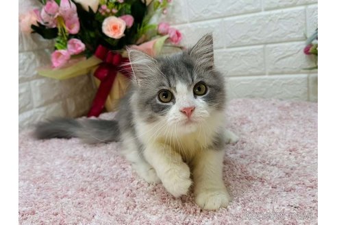 成約済の東京都のラガマフィン-113630の2枚目